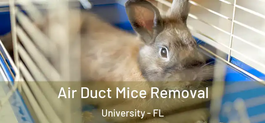 Air Duct Mice Removal University - FL